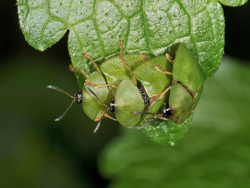 Cassida viridis? (chrysomelidae) prove di equilibrismo